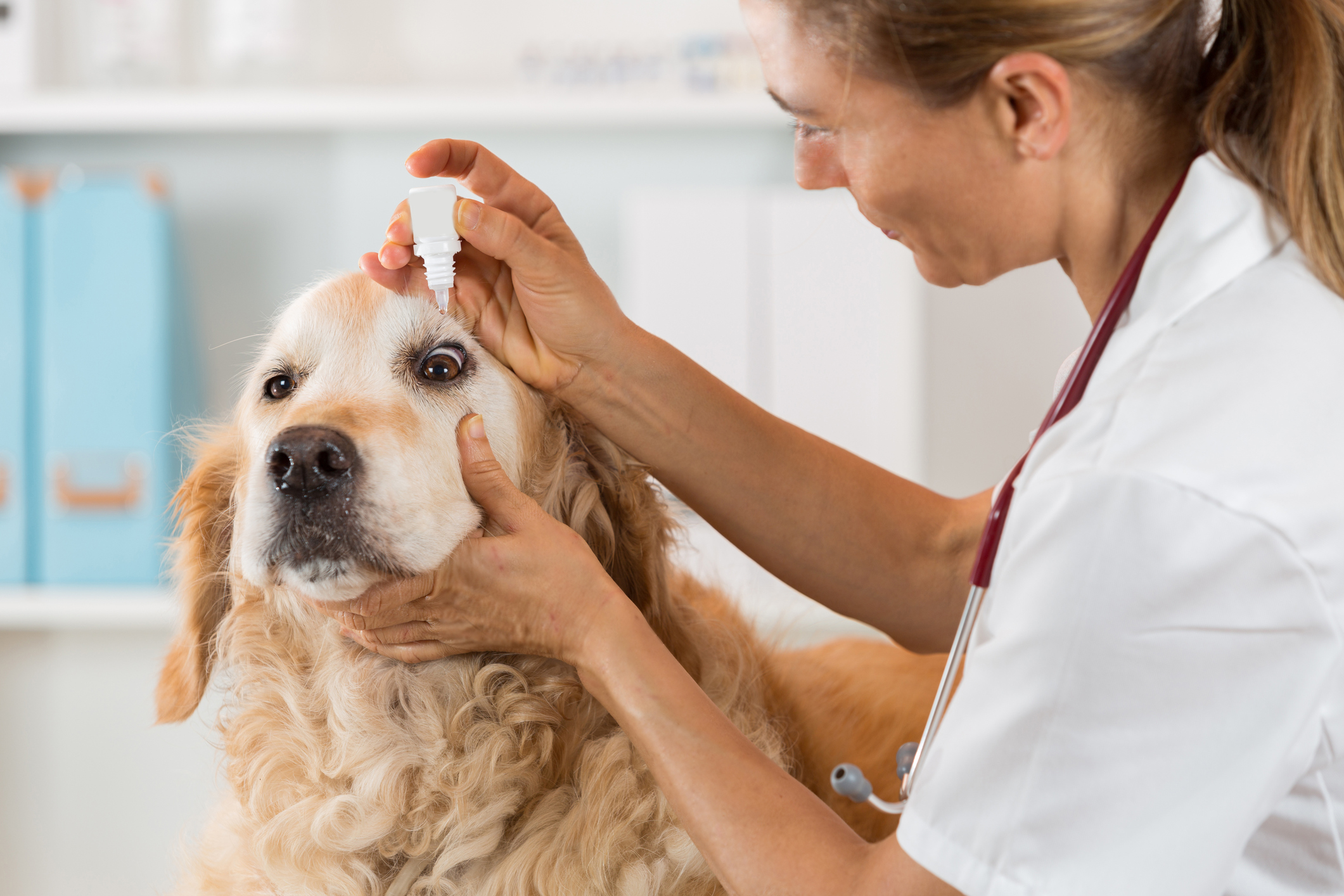 Veterinary placing a few drops of eye drops dog Golden Retriever